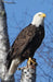 Eagle Perched Blank Journal by Nodin Press