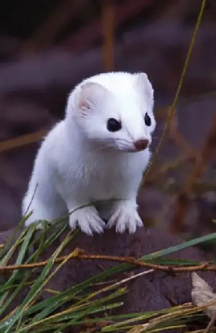 Short-Tailed Weasel Blank Journal by Nodin Press