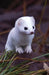Short-Tailed Weasel Blank Journal by Nodin Press