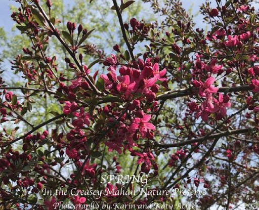 Spring in the Creasey Mahan Nature Preserve by Karin Acree, Katy Acree