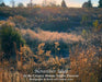November Idyll: In the Creasey Mahan Nature Preserve by Karin Acree, Lauren Acree