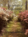 The Splendor of Azalea Garden by Wynette McKenzie
