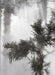 Ben Thorp Brown: Cura's Garden by Ben Thorp Brown, Annie Godfrey Larmon, Laurie Cluitmans
