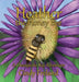 Heather the Honey Bee: A Chesapeake Bay Adventure by Cindy Freland