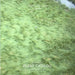 Jamaica Bay Reference Library REF 02: Jamaica Bay Plant Catalog by Catherine Seavitt Nordenson