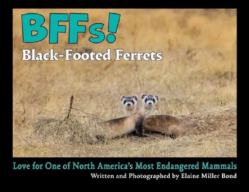 BFFs! Black-Footed Ferrets (Paperback): Love for One of North America's Most Endangered Mammals by Elaine Miller Bond, Kate Jordahl, Geir Jordahl