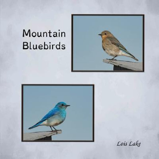 Mountain Bluebirds by Lois Lake, Lois Lake
