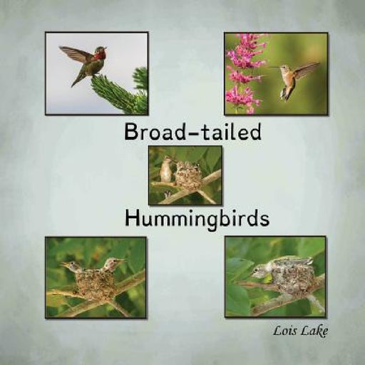 Broad-tailed Hummingbirds by Lois Lake, Lois Lake