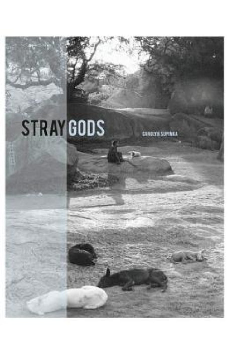 Stray Gods by Carolyn Supinka