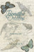 Beautiful Oddities by Sara Madden