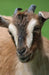 Goat Blank Journal by Nodin Press