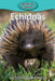 Echidnas by Victoria Blakemore