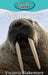 Walruses by Victoria Blakemore