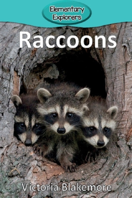 Raccoons by Victoria Blakemore