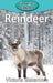 Reindeer by Victoria Blakemore
