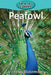 Peafowl by Victoria Blakemore