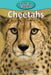 Cheetahs by Victoria Blakemore