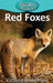 Red Foxes by Victoria Blakemore
