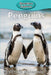 Penguins by Victoria Blakemore