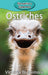 Ostriches by Victoria Blakemore