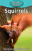 Squirrels by Victoria Blakemore