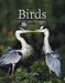 Birds: Intimate Images Volume 2 by David Jeffrey