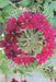 Nature's Wheel by John Lawrence Darretta