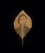 Binh Danh: The Enigma of Belonging by Binh Danh