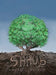 Shrub by Whitney L. Anderson