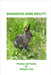 Snowshoe Hare Beauty by Cole, Dwayne