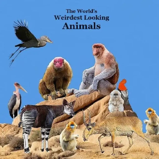Weirdest Looking Animals in the World Kids Book: Great Way for kids to Meet the World's Weirdest Looking Animals by Kinsey Marie