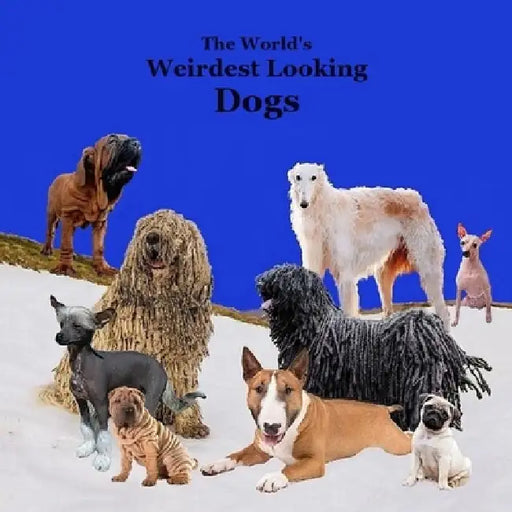 Weirdest Looking Dogs in the World Kids Book: Great Way for Children to Meet the World's Weirdest Looking Dogs by Kinsey Marie