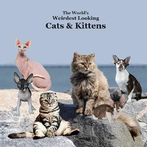 World's Weirdest Looking Cats and Kittens Kids Book: Great Way for Children to Meet the Weirdest Looking Cats and Kittens by Kinsey Marie