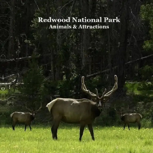 Redwood National Park Animals and Attractions Kids Book: Great Way for Children to See Redwood National and State Parks by Kinsey Marie