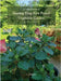 Starting Your First Potted Vegetable Garden: How to Create a Garden Oasis (A Guide) by Hughes, E.