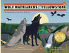 Wolf Matriarchs of Yellowstone - PB by Sylvia M. Medina, Douglas W. Smith, Andreas Wessel-Therhorn