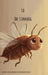 Ed the Stinkbug by Madelaine Purcell