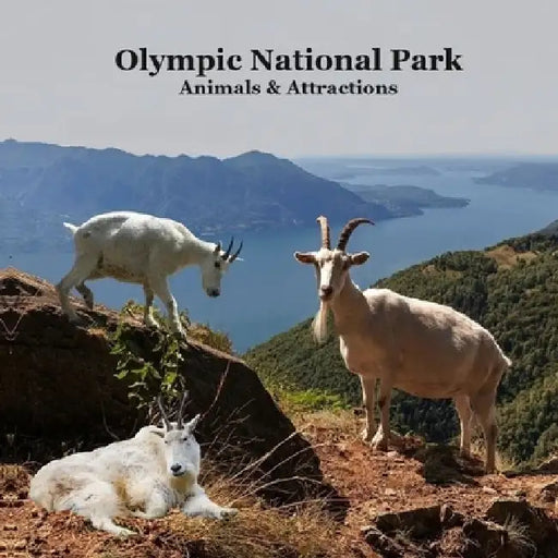 Olympic National Park Animals and Attractions Kids Book: Great Kids book about the Animals and Attractions in Olympic National Park by Kinsey Marie