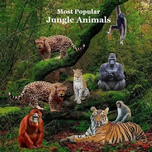 Most Popular Jungle Animals Kids Book: Great Children's Book About Animals of the Jungle by Kinsey Marie
