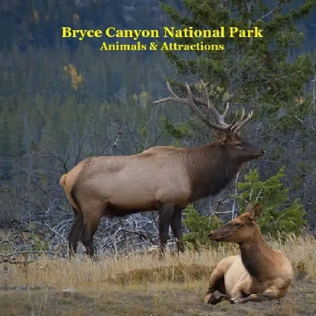 Bryce Canyon National Park Animals Attractions Kids Book: Great Children's Book about Bryce Canyon National Park Animals and Attractions by Kinsey Marie