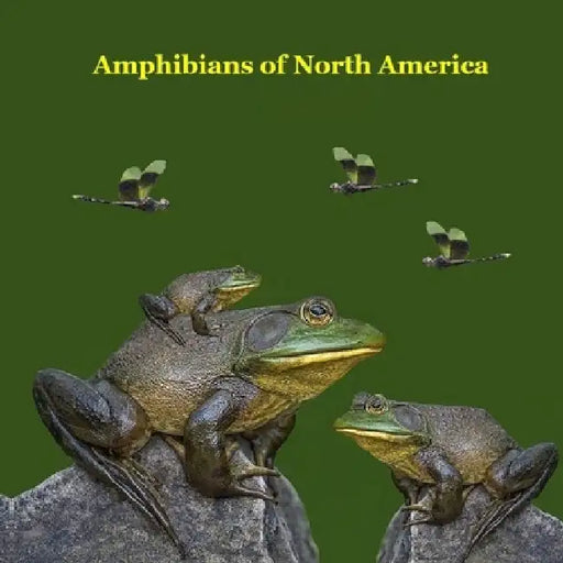 Amphibians of North America Kids Book: Great Children's Amphibians Book about Frogs, Toads, Salamanders, of North America by Kinsey Marie