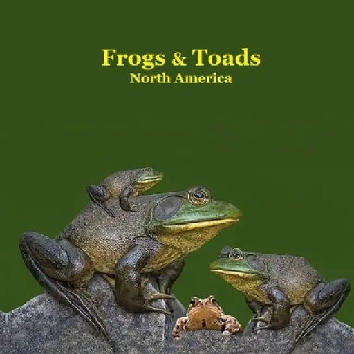 Frogs and Toads of North America Kids Book: Great Children's Book about the types of North American Frogs and Toads by Kinsey Marie