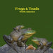Frogs and Toads of North America Kids Book: Great Children's Book about the types of North American Frogs and Toads by Kinsey Marie
