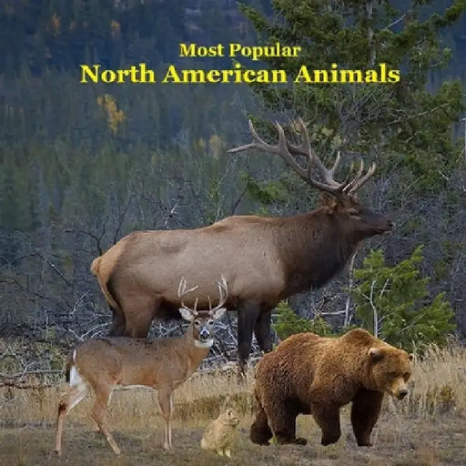 Most Popular North American Animals Kids Book: Children's book with Lifelike Pictures and Fun Facts about Animals by Kinsey Marie