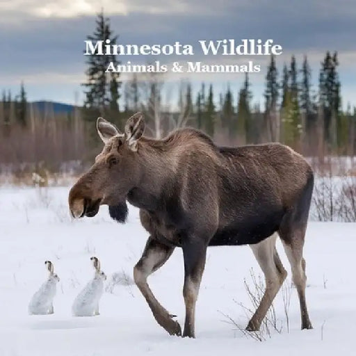 Minnesota Animals and Mammals Wildlife Book: Great Minnesota Animals book with Lifelike Images and Fun Facts by Kinsey Marie