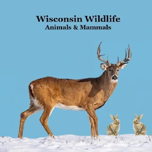 Wisconsin Animals and Mammals Wildlife Book: Great Wisconsin Animals book with Lifelike Images and Fun Facts by Kinsey Marie