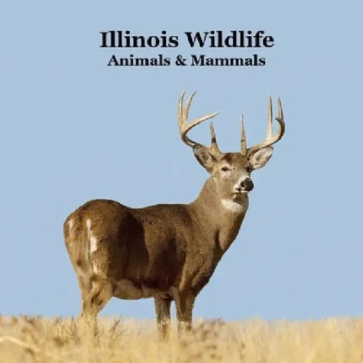 Illinois Animals and Mammals Wildlife Book: Great Illinois Animals book with Lifelike Images and Fun Facts by Kinsey Marie