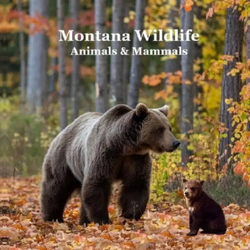 Montana Animals and Mammals Wildlife Book: Great Montana Animals book with Lifelike Images and Fun Facts by Kinsey Marie
