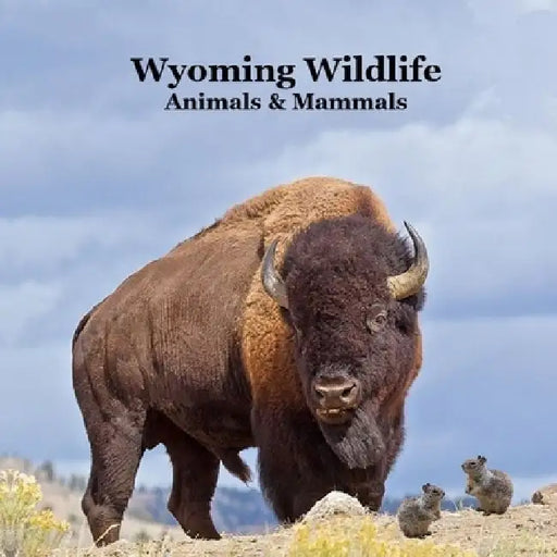 Wyoming Animals and Mammals Wildlife Book: Great Wyoming Animals book with Lifelike Images and Fun Facts by Kinsey Marie