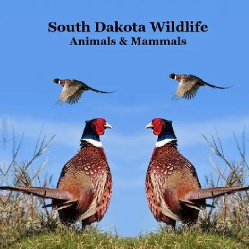 South Dakota Animals and Mammals Wildlife Book: Great South Dakota Animals Book for Children of all Ages by Kinsey Marie